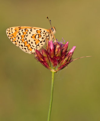 Lesser spotted fritillary / Toortsparelmoervlinder