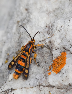Chamaesphecia masariformis