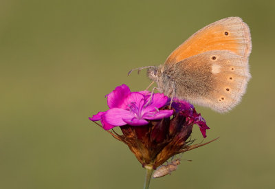 Eastern large Heath / Balkanhooibeestje