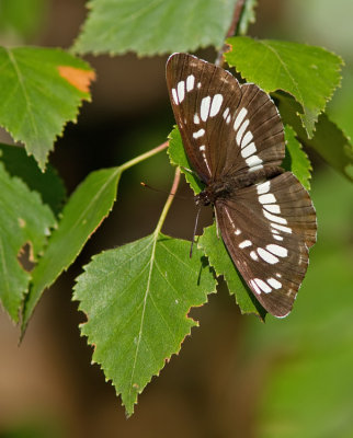 Hungarian Glider / Spireazwever