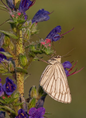 Black-veined Moth / Vals witje