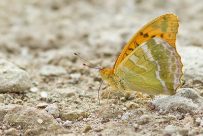 Silver-washed Fritillary / Keizersmantel