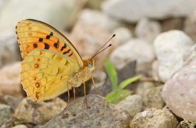 High Brown Fritillary / Bosrandparelmoervlinder