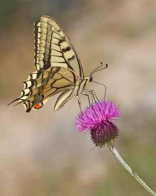 European Swallowtail / Koninginnenpage