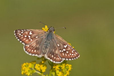 Yellow-banded Skipper / Geelbandspikkeldikkopje