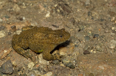 Yellow bellied toad / Geelbuikvuurpad