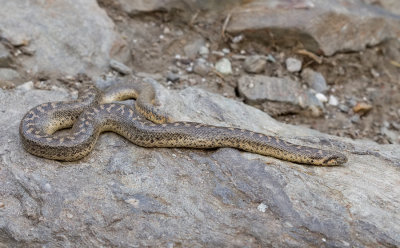 Sand boa / Zand boa