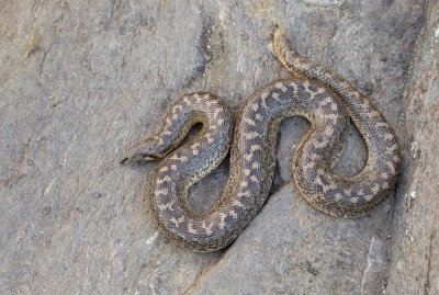 Sand boa / Zand boa