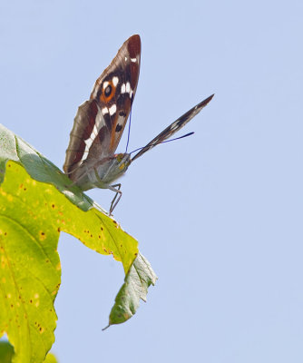 Purple Emperor / Grote Weerschijnvlinder