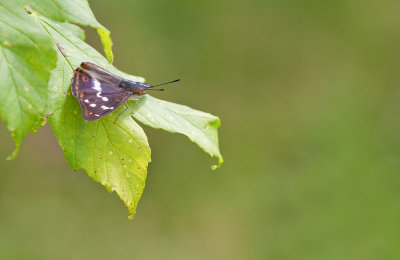 Purple Emperor / Grote Weerschijnvlinder