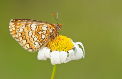 Nickerl's Fritillary / Steppeparelmoervlinder