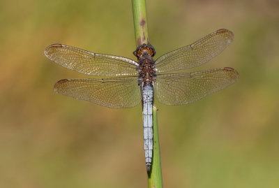 Keeled Skimmer / Beekoeverlibel