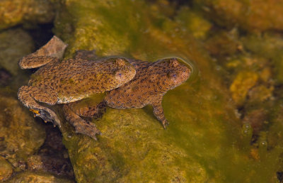 Yellow bellied toad / Geelbuikvuurpad