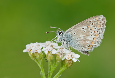 Northern Brown Argus / Vals bruin blauwtje