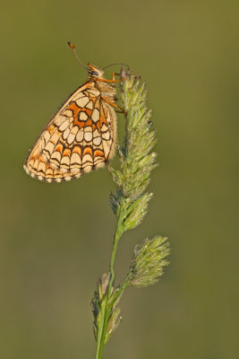 Heath Fritillary / Bosparelmoervlinder