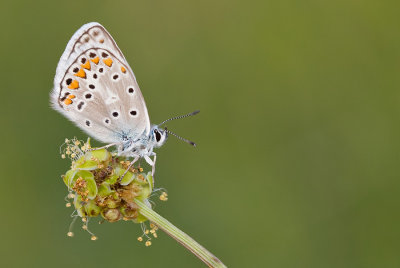 False eros blue / Bremblauwtje