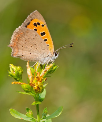 Small Copper / Kleine vuurvlinder