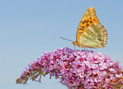 Silver-washed Fritillary / Keizersmantel