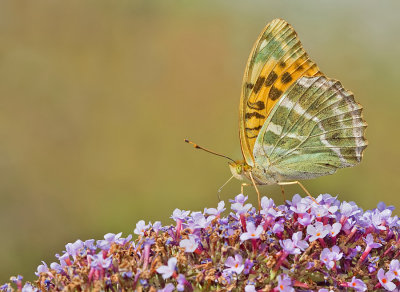Silver-washed Fritillary / Keizersmantel