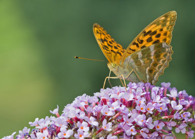 Silver-washed Fritillary / Keizersmantel
