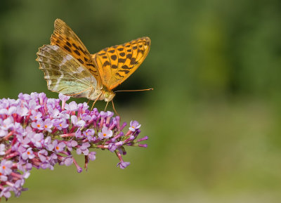 Silver-washed Fritillary / Keizersmantel