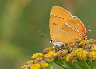 Brown Hairstreak / Sleedoornpage