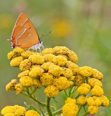 Brown Hairstreak / Sleedoornpage