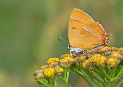 Brown Hairstreak / Sleedoornpage