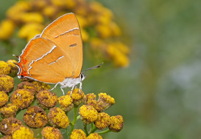 Brown Hairstreak / Sleedoornpage