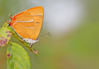 Brown Hairstreak / Sleedoornpage