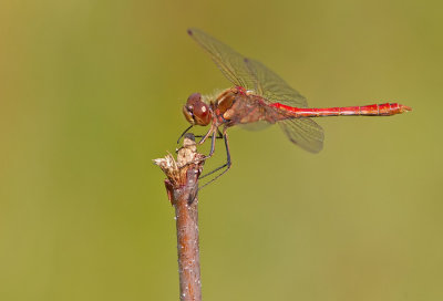 Vagrant Darter / Steenrode heidelibel 