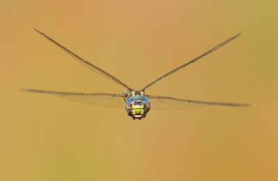 Odonata (Dragonflies and Damselflies / Libellen en Juffers)