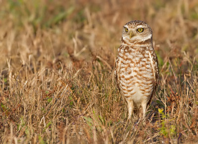 Burrowing owl / Holenuil