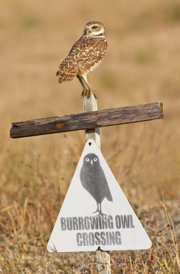 Burrowing owl / Holenuil