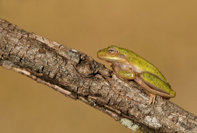 Squirrel treefrog / Eekhoornboomkikker