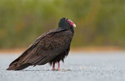 Turkey vulture / Kalkoengier