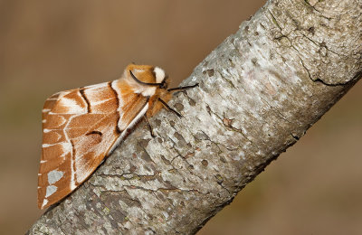 Kentish glory / Gevlamde vlinder 