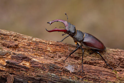 Stagbeetle / Vliegendhert
