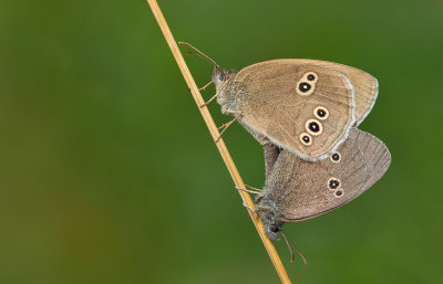 Ringlet / Koevinkje