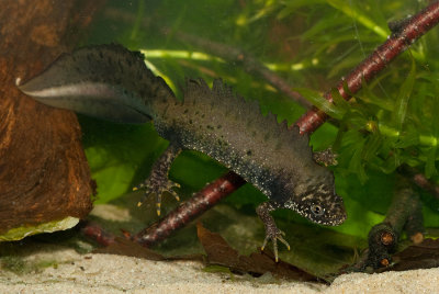 Crested Newt / Kamsalamander 