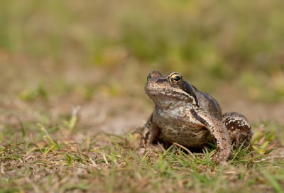 Bruine kikker / Common Frog