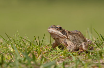 Bruine kikker / Common Frog