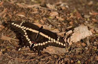 Giant Swallowtail / Papilio cresphontes