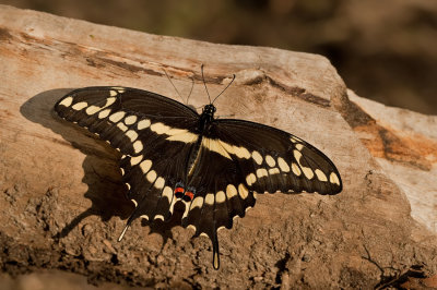 Giant Swallowtail / Papilio cresphontes