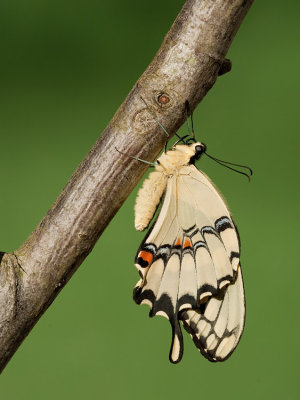 Giant Swallowtail / Papilio cresphontes