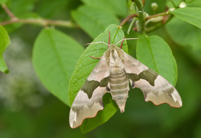Lime hawk-moth / Lindepijlstaart