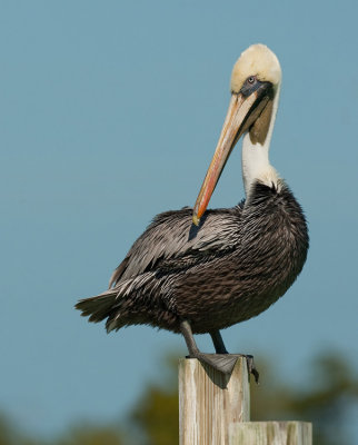 Brown pelican / Bruine pelikaan 