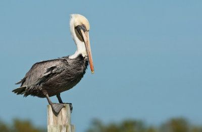 Brown pelican / Bruine pelikaan 