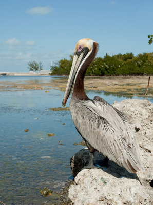 Brown pelican / Bruine pelikaan 