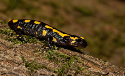 Vuursalamander / Fire Salamander